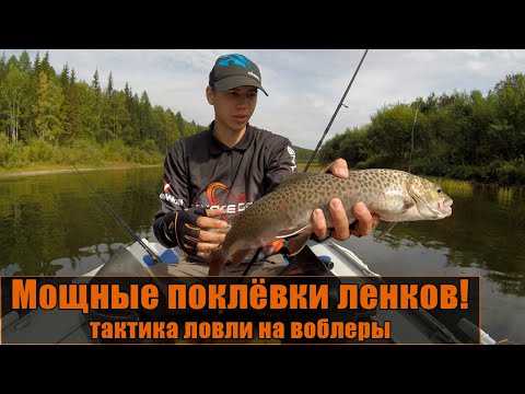Видео: МОЩНЫЕ поклевки ленков! Тактика ловли на воблеры. Рыбалка. Спиннинг.