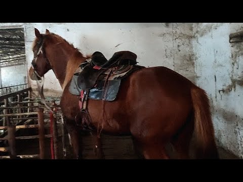 Видео: Ауыл шаруашылығы.Үйірді үйге айдап әкелдік.