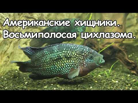 Видео: Агрессивные цихлиды.  Восьмиполосая цихлазома.
