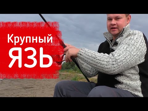 Видео: Язь рвет поводки! Закрытие — рыбалка на фидер. Река Иртыш. Обзор прикормки Vabik Special —#OmskFish
