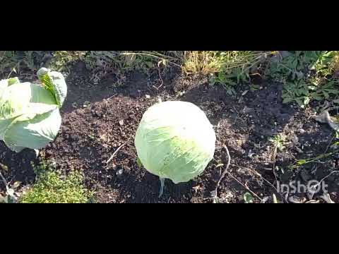 Видео: № 440 - Посадили чеснок по проверенной схеме.