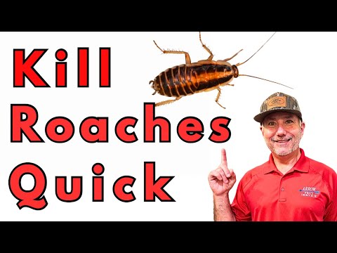 Видео: Мы обнаружили самое страшное нашествие тараканов!