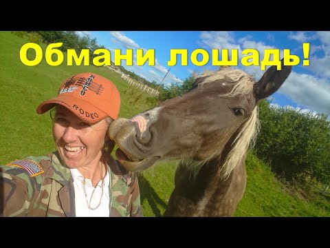 Видео: Обмани лошадь! Если она "не хочет" идти!