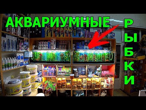 Видео: Зоомагазин. Аквариумные рыбки
