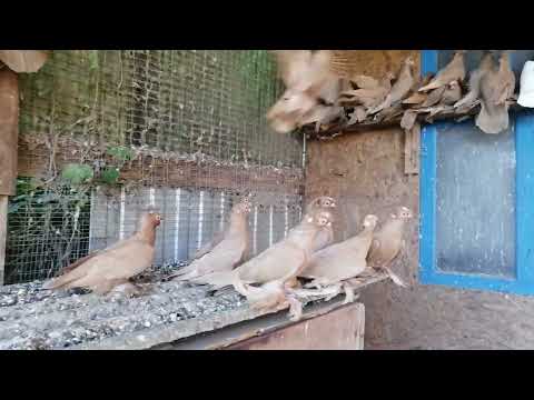 Видео: Узбекские голуби Темрюк 30 10 25