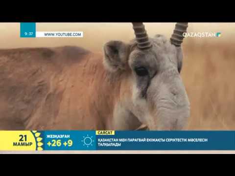 Видео: Киік, ақбөкен туралы қызықты деректер