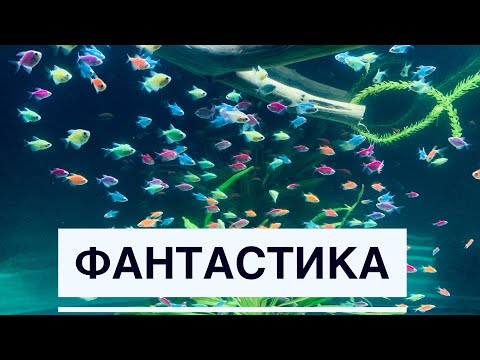 Видео: Тернеция плавает косяком