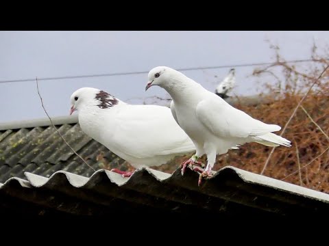 Видео: Закрутили Голуби после Вакцинации! Почему? А причину я знаю ...