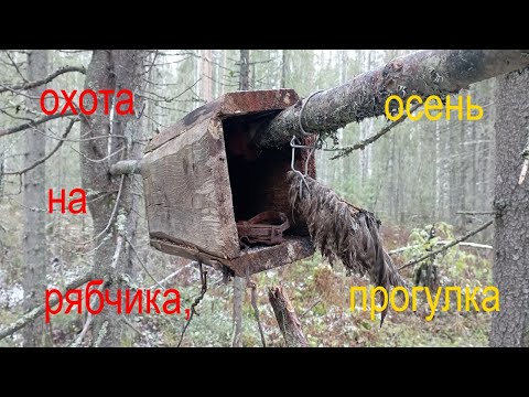 Видео: прогулка охота на рябчикаосень2023