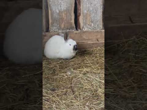 Видео: Цветы кролики цыплята все в кучу.