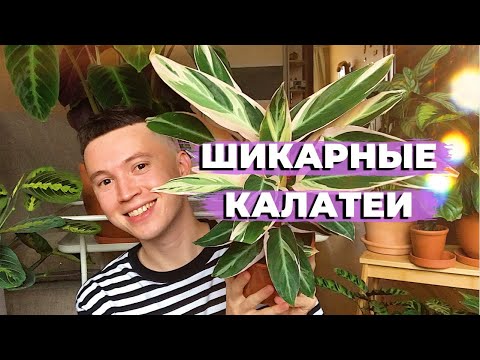 Видео: Обзор Комнатных Растений » Моя Коллекция Калатей