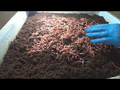 Видео: КОКОС или ТОРФ???