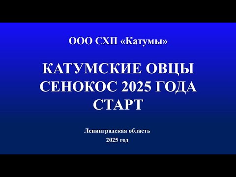 Видео: Сенокос 2025  - ООО СХП "Катумы" - катумские овцы