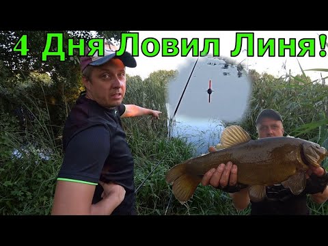 Видео: 4 Дня Рыбалка на Линя. Ловля линя на поплавок.Творог на линя. Как поймать линя.