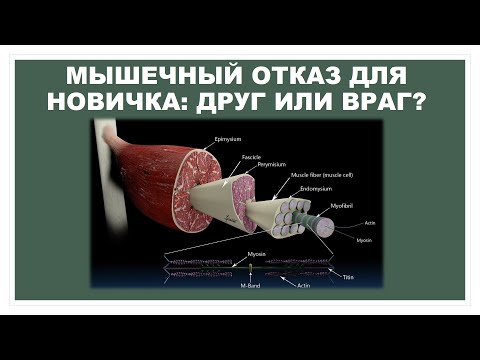 Видео: МЫШЕЧНЫЙ ОТКАЗ ДЛЯ НОВИЧКА: ДРУГ ИЛИ ВРАГ?