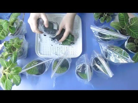 Видео: 🌼Глоксинии, посадка листьев, результаты моего выращивания ! 🌼🌱How to grow gloxinia part №21