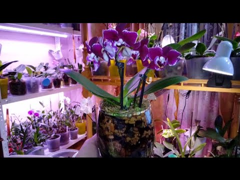 Видео: Посадка Орхидеи в Закрытую Систему | Мультифлора | Phal. Cranberry Cha Cha