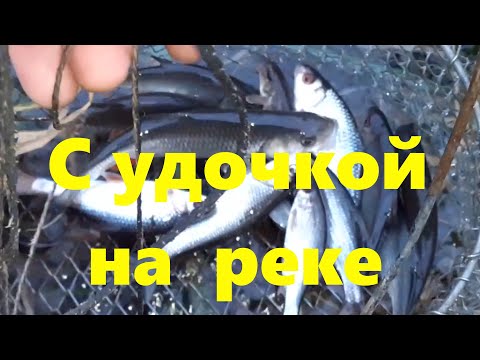 Видео: Удачная рыбалка в ноябре 14.11.2021  (плотва,голавль,окунь)