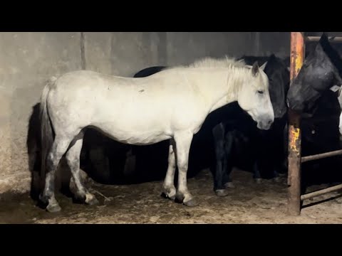 Видео: Жана жылкылар келди. Бордакы жылкылар 👍 Откорм лошадей новый паток