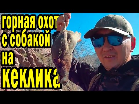 Видео: ОХОТА С МАЛЫШОМ НА КЕКЛИКА В ГОРАХ КАСТЕК #hunting #охота #казахстан