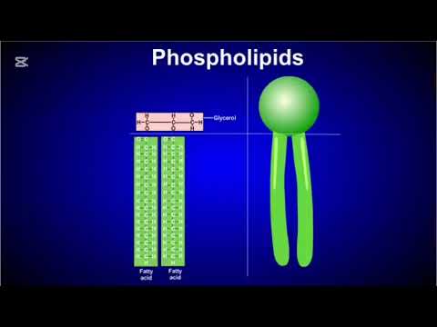 Видео: Қарапайым және күрделі липидтер