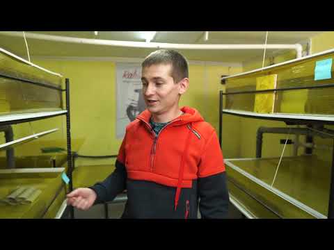 Видео: Розыгрыш раков, про червей, планы по разведению Австралийских раков