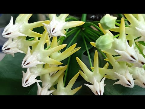 Видео: ХОЙИ🥰СОБРАЛА КОЛЛЕКЦИЮ ЗА ДВА МЕСЯЦА🤗