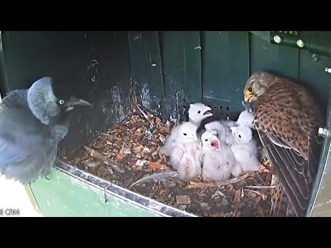 Видео: ТАКОГО Я ЕЩЕ НЕ ВИДЕЛ. Сумасшедшая галка лезет в гнездо к хищной птице!