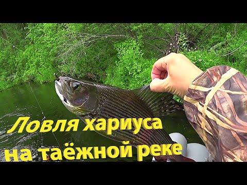 Видео: ЛОВЛЯ ХАРИУСА НА ТАЕЖНОЙ РЕКЕ