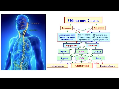 Видео: Обратная связь Блуждающего нерва