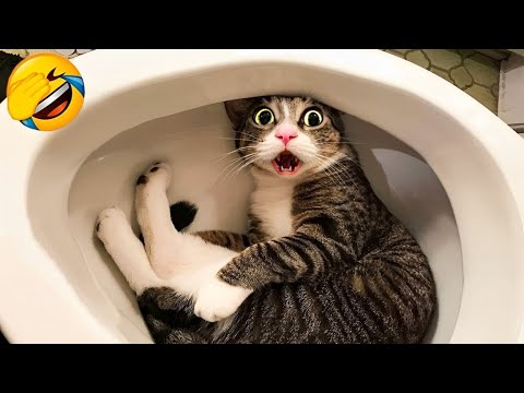 Видео: Уморительные животные заставят вас смеяться до упаду 😂