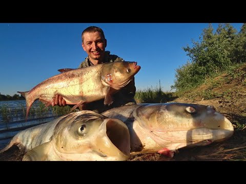 Видео: ВОТ ЭТО МОНСТРЫ! Удачный день на ДИКОМ ПРУДУ. Рыбалка на поплавок.