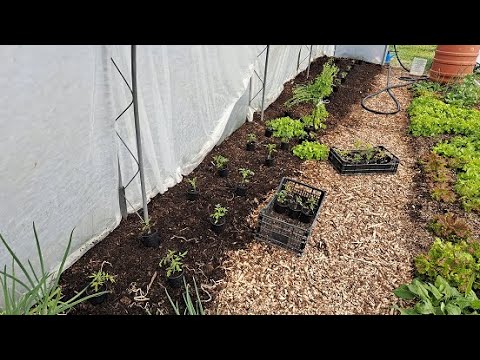 Видео: Permaculture gardening - разсаждане на домати в лехи от дървен чипс / 🍅  planting