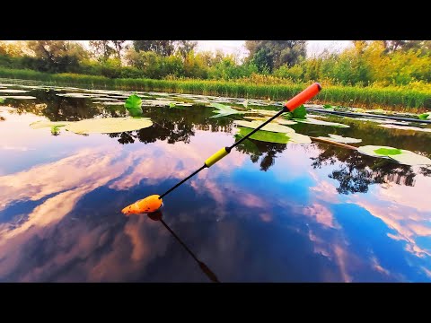 Видео: НЕ ВСТИГАЮ ЗАКИДАТИ 🎣 КРУПНИЙ КАРАСЬ 🐟 на ПОПЛАВОК.  Ловля карася