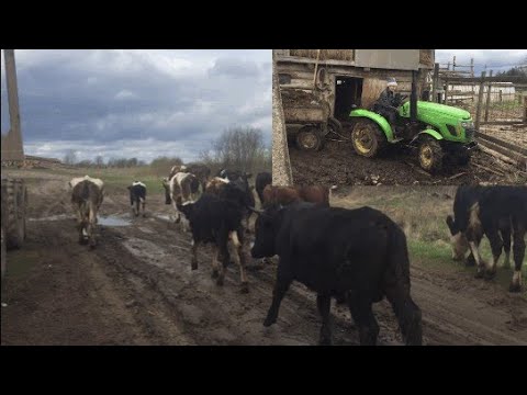 Видео: 10 коров, мини ферма!  Обзор техники!