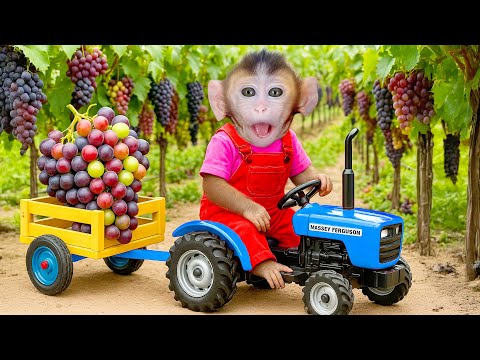 Видео: Обезьянка Додо водит трактор, собирает виноград и рыбачит в парке! - ЖИЗНЬ ОБЕЗЬЯНКИ ДОДО