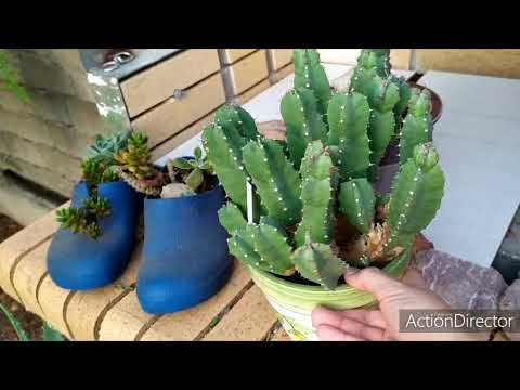 Видео: Еупфорбии(Молочай) моя коллекция#3.Euphorbia my collection#3.