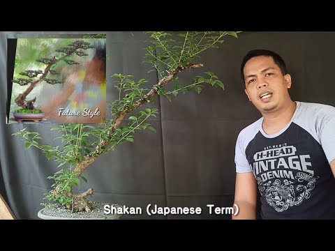 Видео: Как сделать бонсай в стиле «Сякан» — Эпизод №20