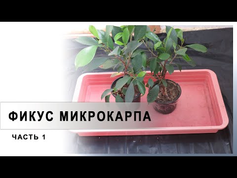 Видео: Фикус микрокарпа #1. ЧАСТЬ 1.