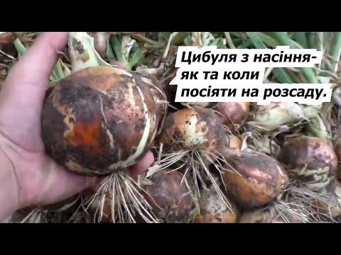 Видео: Сіємо цибулю на розсаду- як виростити гарну цибулю з насіння.