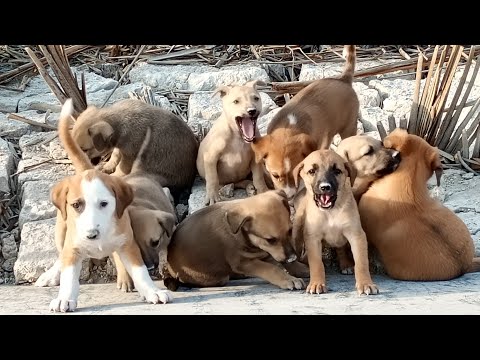 Видео: 💔 Голодные брошенные щенки найдены в кустах | Кормим голодающих щенков с любовью и заботой 🐶❤️