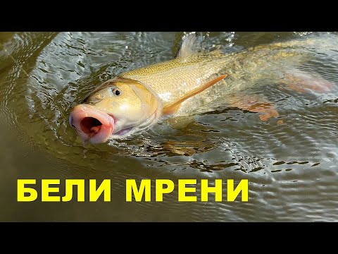 Видео: РИБОЛОВ на БЕЛИ МРЕНИ с ПЛУВКА на РЕКА - СУПЕР БОРБЕНИ РИБИ сгъваха ВЪДИЦИТЕ и равиваха АВАНСИТЕ