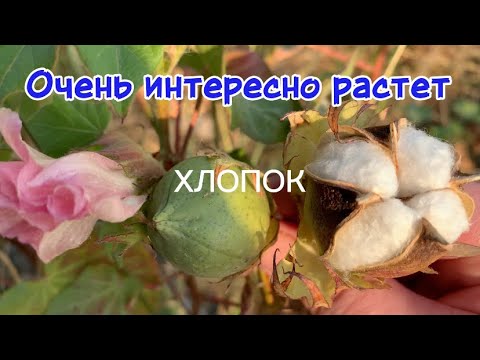 Видео: Как же интересно растет хлопок! 