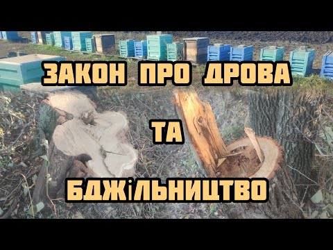 Видео: ✅Вплив Закону про дрова на бджільництво