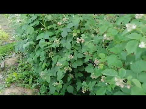 Видео: выращивание малины сорт Полька, сорт Гусар