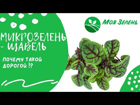 Видео: Микрозелень - Щавель. Детальный гайд по выращиванию.