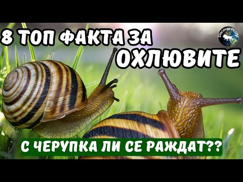 Видео: ТОП 8 ФАКТА ЗА ОХЛЮВИТЕ, КОИТО ЩЕ ВИ ИЗУМЯТ!