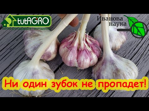 Видео: ЧЕСНОК БУДЕТ С КУЛАК! Сделайте так и будете с огромным урожаем чеснока!