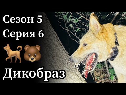 Видео: Мои лайки поймали дикобраза. Блин.