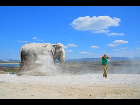 Видео: ЗАВОРАЖИВАЮЩЕ! Слониха Джени делает себе ПЫЛЬНЫЙ ДУШ!